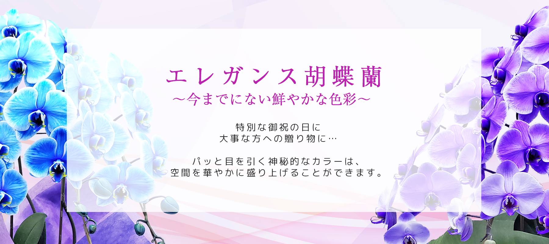 自然にないブルー、パープル、グリーンが目を引く、魅力的なエレガンス胡蝶蘭です。