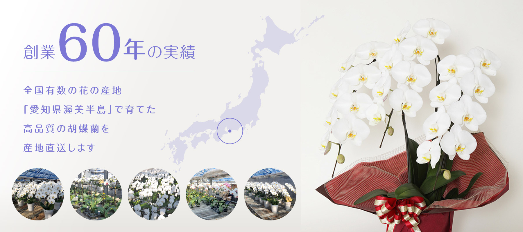 創業60年の実績 全国有数の花の産地「愛知県渥美半島」で育てた高品質の胡蝶蘭を産地直送します