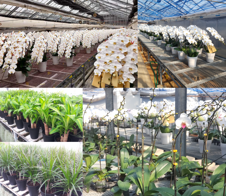 亜*紀様 【育成用株】 洋蘭 25ポット 胡蝶蘭 パフィオペディルム