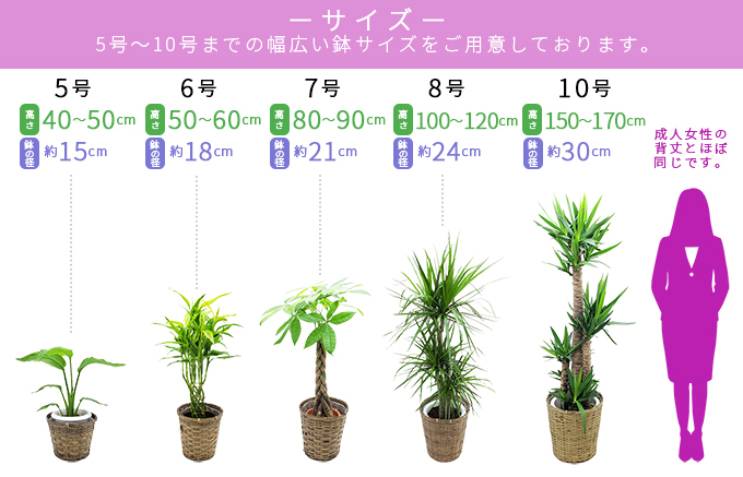 観葉植物 パキラ 発財樹 10号鉢 茶かご 受け皿付き ブラウンバスケット