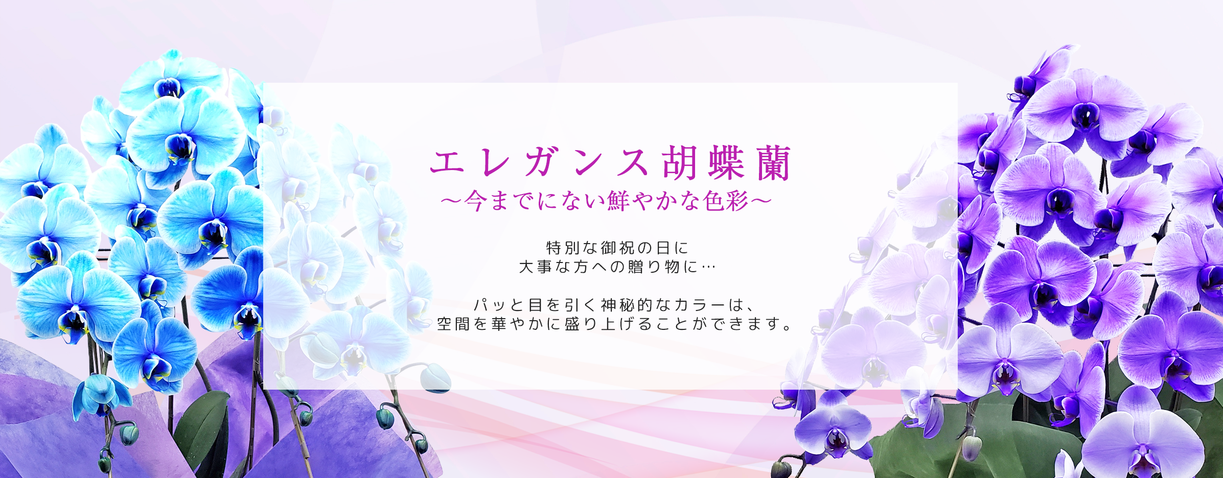 胡蝶蘭 大輪 ブルーエレガンス 青 3本立ち | 洋蘭.jp 胡蝶蘭 大輪 ブルーエレガンス 青 3本立ち | 洋蘭.jp