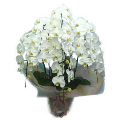 花なし株】 ファレノプシス シレリアナ Phal.schilleriana