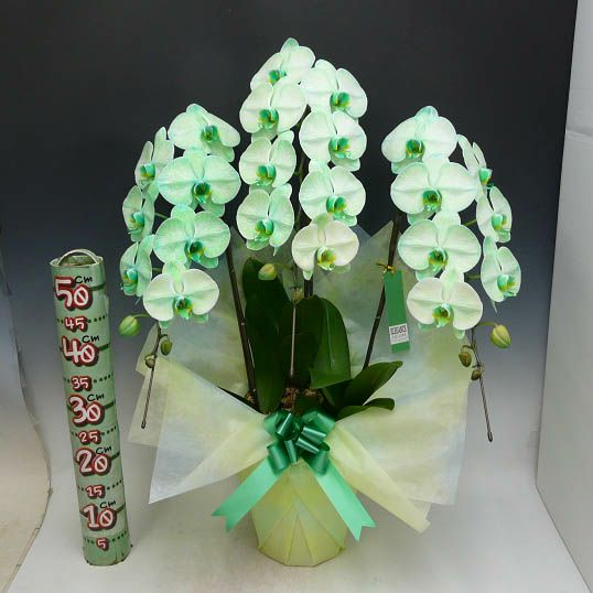 000000000046-04-l.jpg?t=