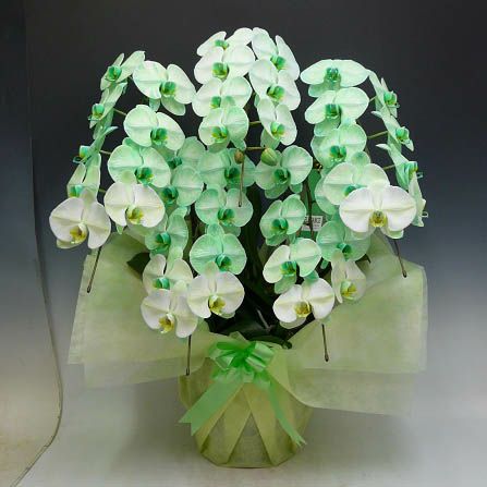 胡蝶蘭 大輪 グリーンエレガンス 緑 5本立ち | 洋蘭.jp