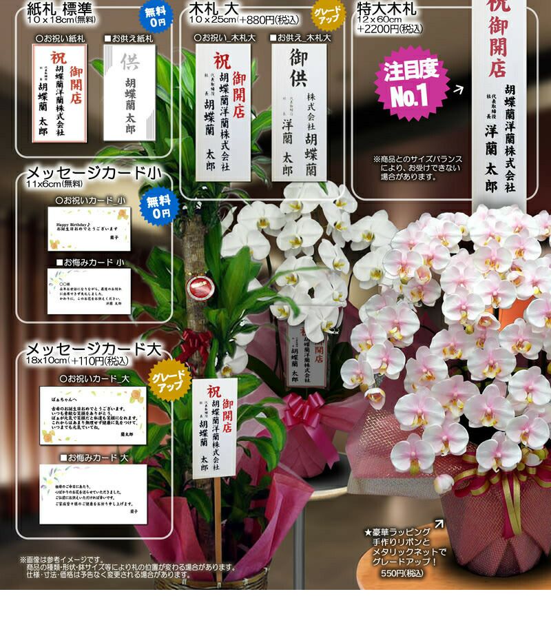 胡蝶蘭 大輪 グリーンエレガンス 緑 5本立ち | 洋蘭.jp