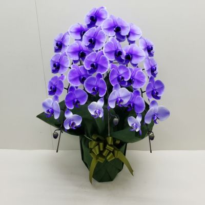 楽天市場】【花なし株】 ファレノプシス シレリアナ Phal