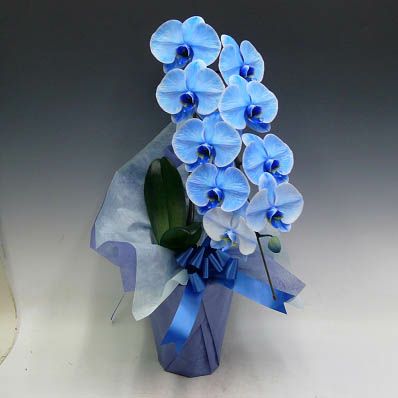 胡蝶蘭 大輪 ブルーエレガンス 青 1本立ち
