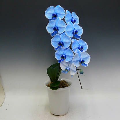 胡蝶蘭 大輪 ブルーエレガンス 青 1本立ち