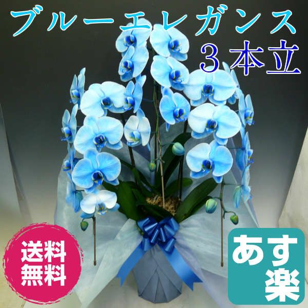 ブルーエレガンス 青 3本立ち