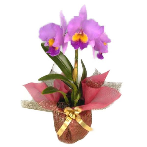 蘭を育てたい方に！(洋蘭・カトレア類)をまとめてお安くお譲りします