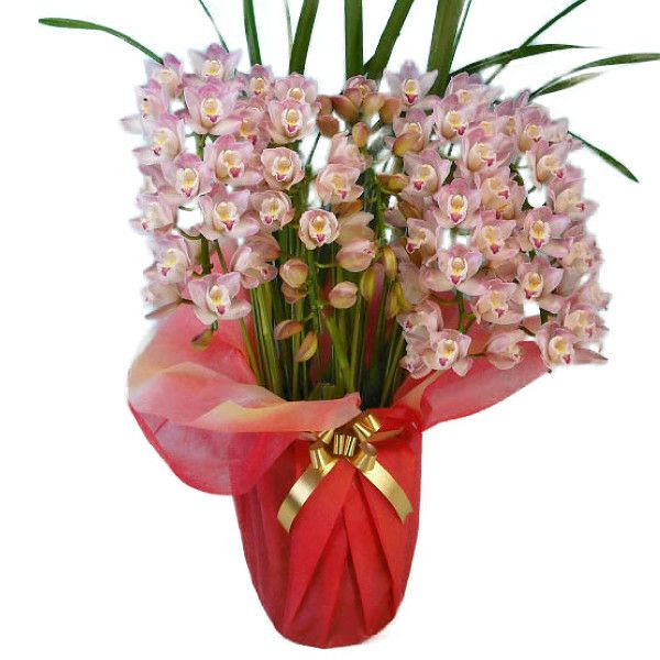 シンビジューム あんみつ姫 ピンク アーチ 5本立ち