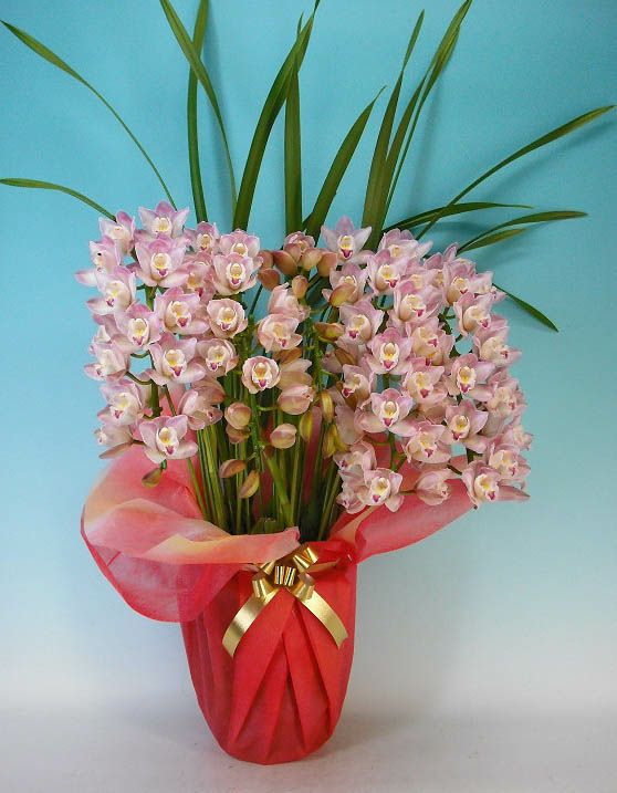 シンビジューム あんみつ姫 ピンク アーチ 5本立ち