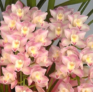 シンビジューム あんみつ姫 ピンク アーチ 5本立ち