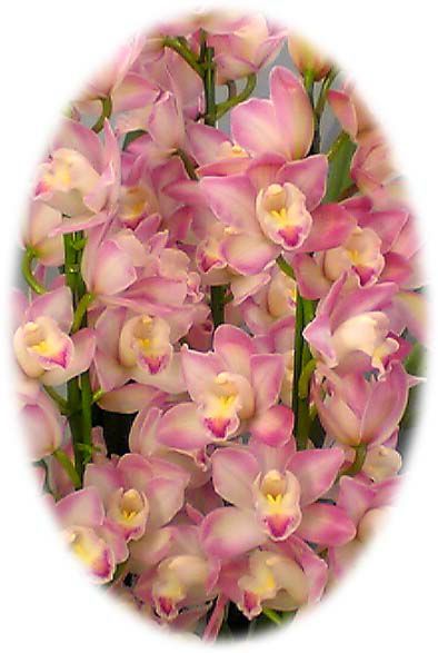 シンビジューム あんみつ姫 ピンク アーチ 5本立ち