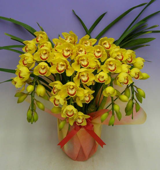 シンビジューム イエロー アーチ 4本立ち ラッピング付き