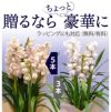 シンビジューム イエロー 直立 5本立ち ラッピング付き 耐寒性