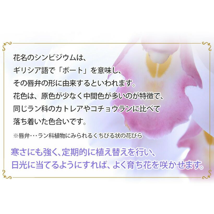 シンビジューム イエロー 直立 5本立ち ラッピング付き 耐寒性