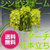 シンビジューム グリーン アーチ 3本立ち ラッピング付き 耐寒性