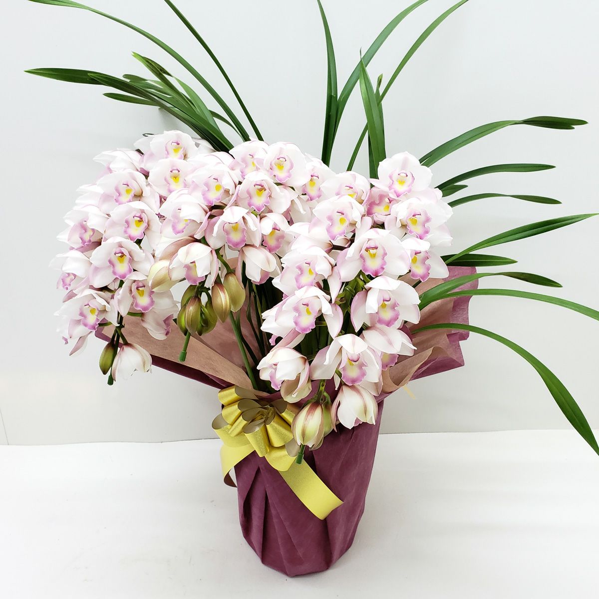 シンビジューム ピンク アーチ 3本立ち ラッピング付 耐寒性