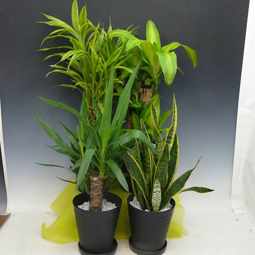 観葉植物 4種セット 白石 黒丸鉢 6号鉢