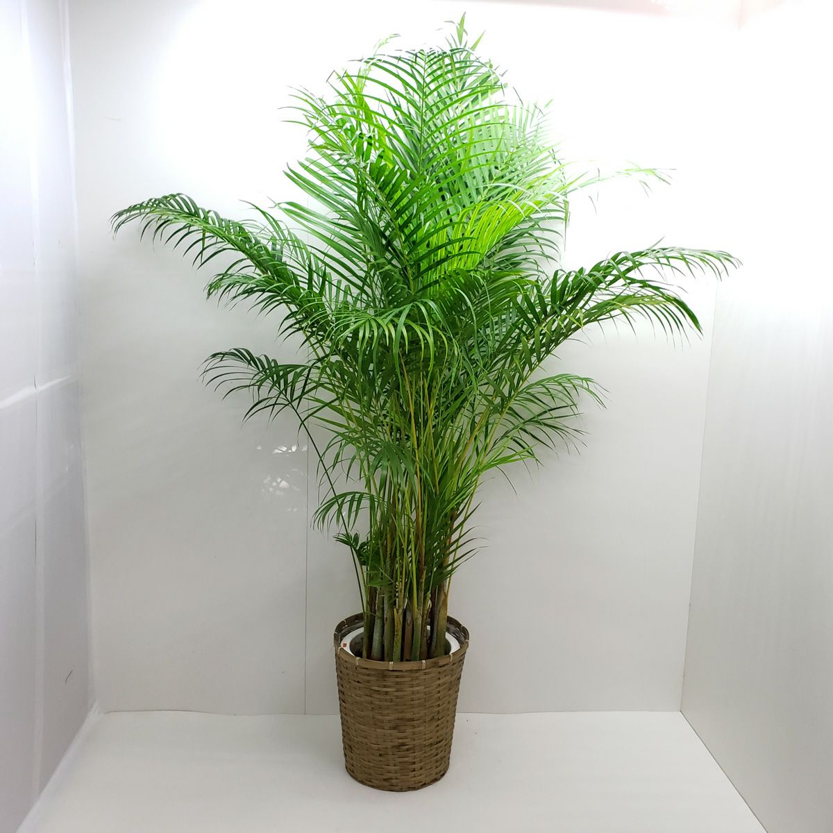 観葉植物 アレカヤシ 10号鉢 茶かご 受け皿付き ブラウンバスケット 高さ160 190cm程度 大型 インテリアグリーン ギフト 南国風 洋蘭 Jp