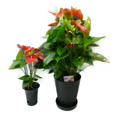 観葉植物 アンスリウム 赤 Anthurium10号鉢