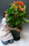 観葉植物 アンスリウム 赤 Anthurium10号鉢