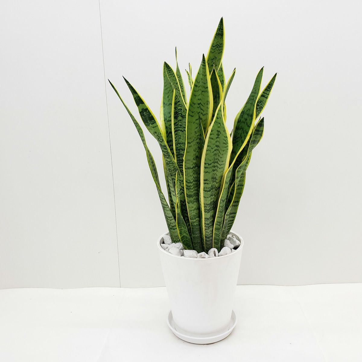 観葉植物 サンセベリア トラノオ 8号鉢 茶かご 受け皿付き