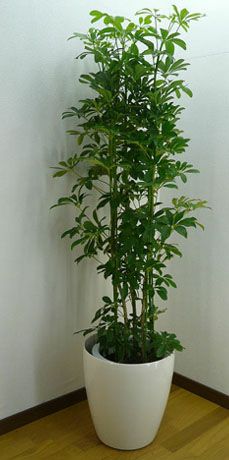 観葉植物 シェフレラ ホンコン カポック 10号鉢 白ラスターポット 受け皿付き