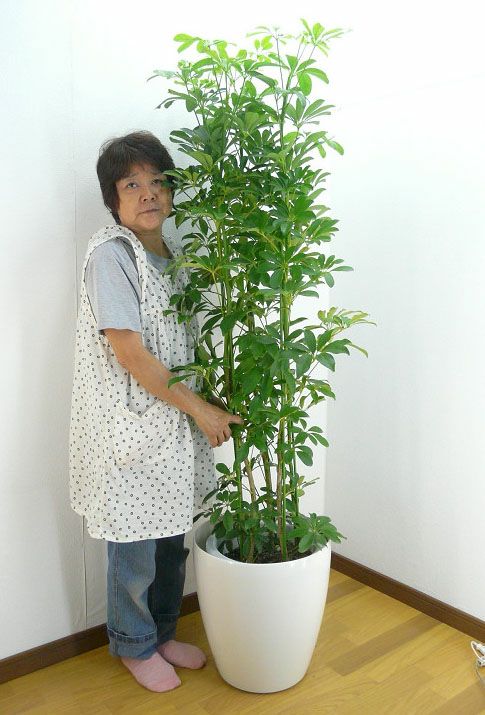 観葉植物 シェフレラ ホンコン カポック 10号鉢 白ラスターポット 受け皿付き 高さ150～180cm程度 大型 インテリアグリーン ギフト  寒さに強い