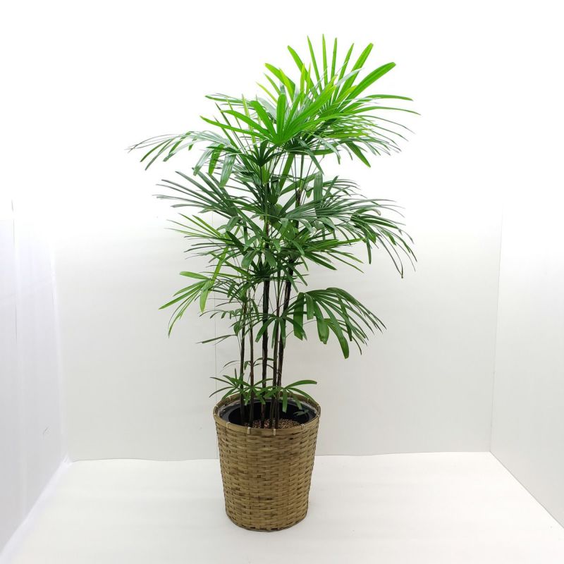 棕櫚竹　シュロチク　160cm  10号鉢　観葉植物　グリーンインテリア