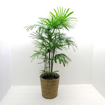 入荷予定商品 棕櫚竹 シュロチク 160cm 10号鉢 観葉植物