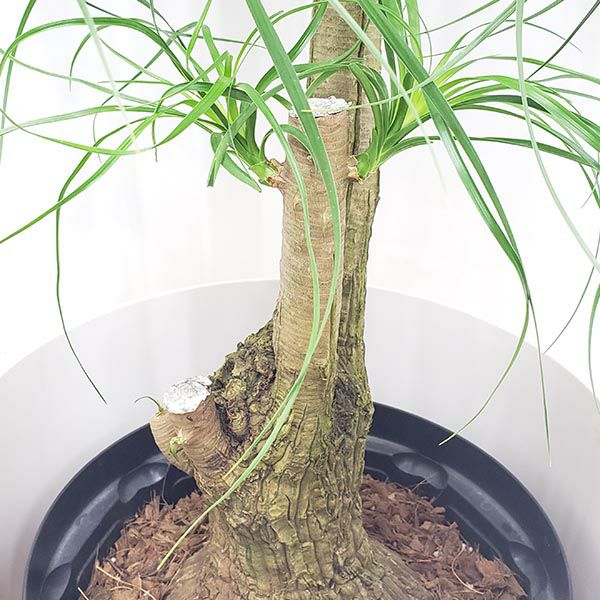 観葉植物 トックリラン ポニーテール 10号鉢 茶かご 受け皿付き ブラウンバスケット 高さ80cm 大型 インテリアグリーン ギフト 洋蘭 Jp