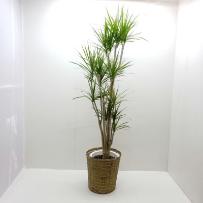 観葉植物 ドラセナ コンシンネ マジナータ 真実の木 10号鉢 茶