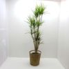 観葉植物 ドラセナ コンシンネ マジナータ 真実の木 10号鉢 茶かご 受け皿付き