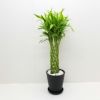 葉植物 ドラセナ サンデリアーナ ライム 幸運の竹 ミリオンバンブー ラッキーバンブー 8号鉢 