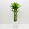 葉植物 ドラセナ サンデリアーナ ライム 幸運の竹 ミリオンバンブー ラッキーバンブー 8号鉢 