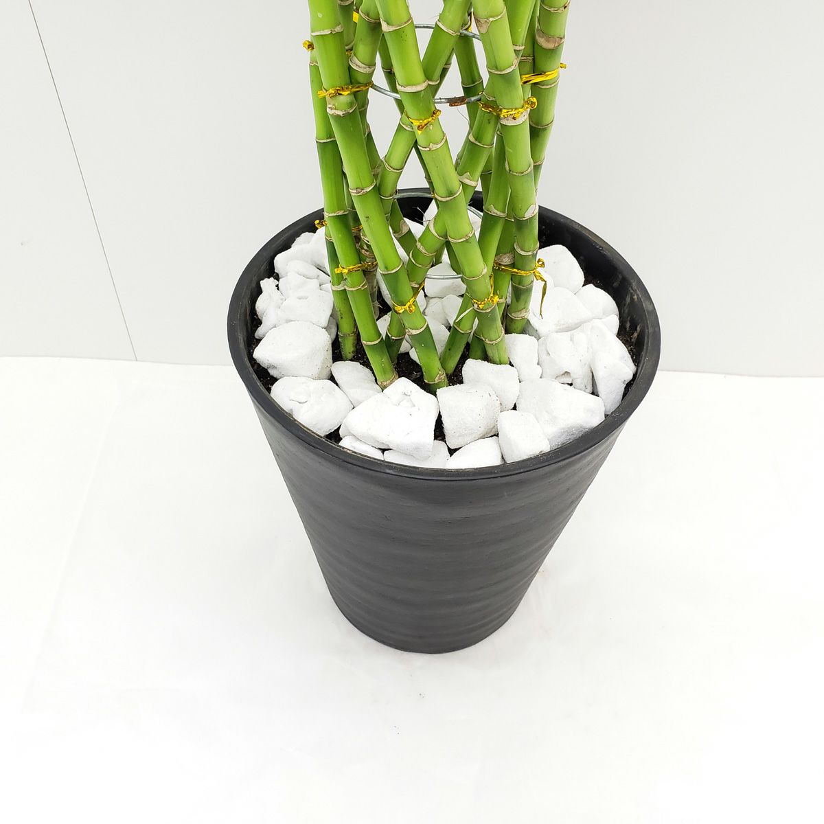 葉植物 ドラセナ サンデリアーナ ライム 幸運の竹 ミリオンバンブー ラッキーバンブー 8号鉢 