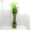 観葉植物 ドラセナ サンデリアーナ ライム 幸運の竹・ラッキーバンブー 10号鉢
