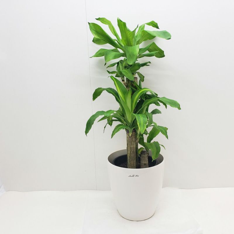 観葉植物 ドラセナ フレグランス マッサンゲアナ 幸福の木 8号鉢 白