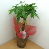 観葉植物 パキラ 発財樹 7号鉢 茶かご 受け皿付き ブラウンバスケット