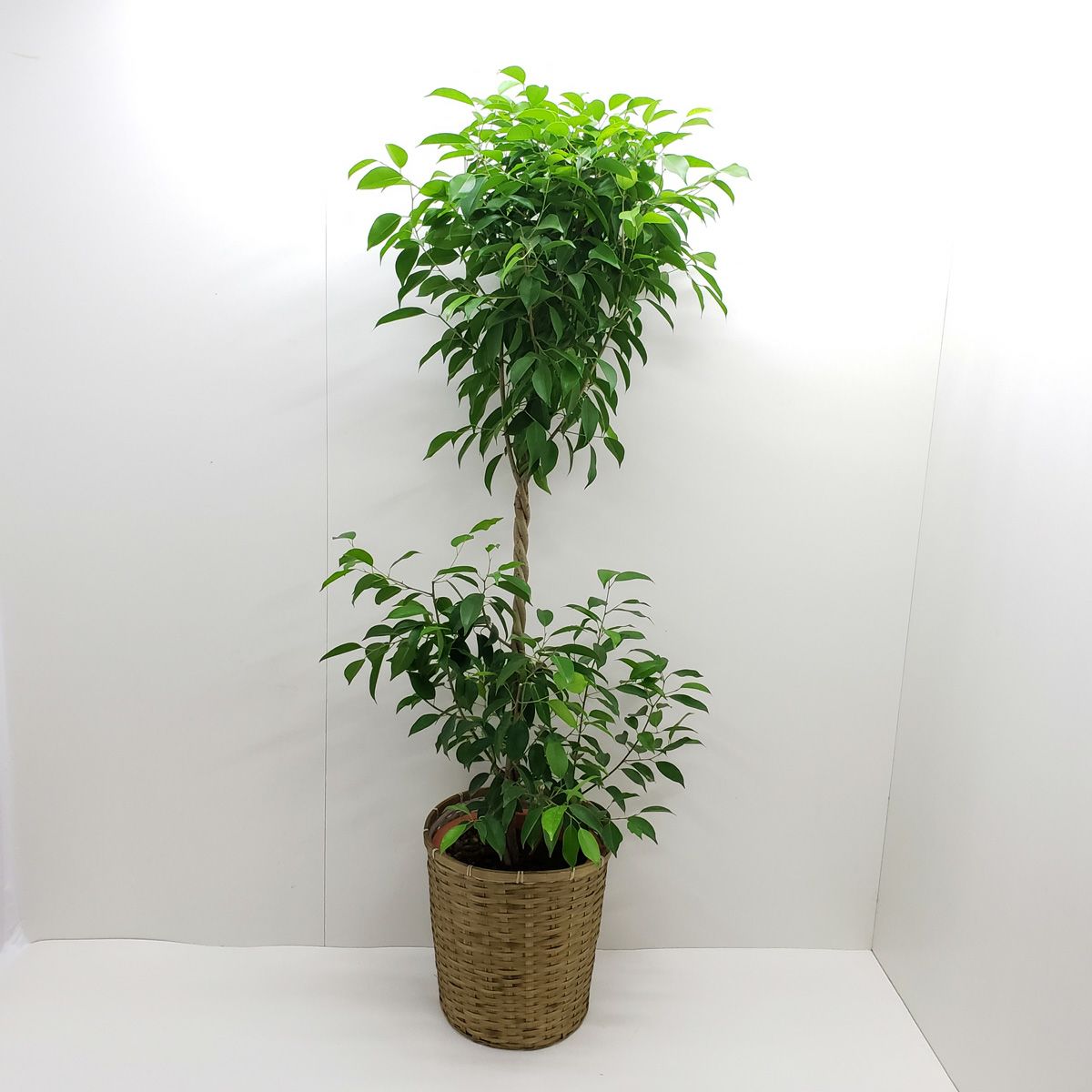 フィカス ベンジャミン 洋蘭 Jp