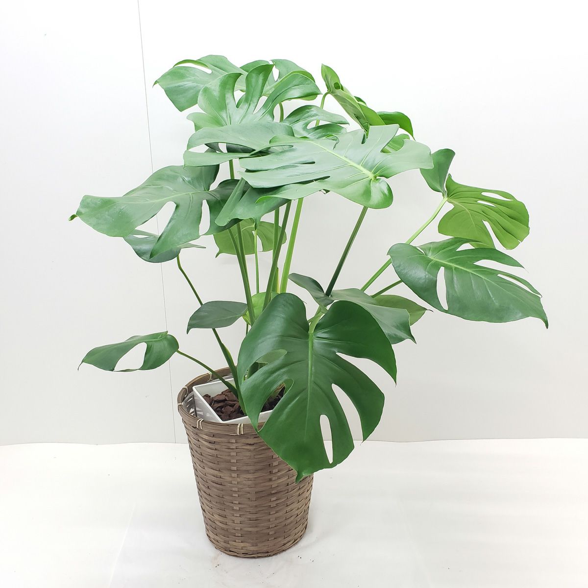 観葉植物 モンステラ 8号鉢 茶かご 受け皿付き ラスターポット