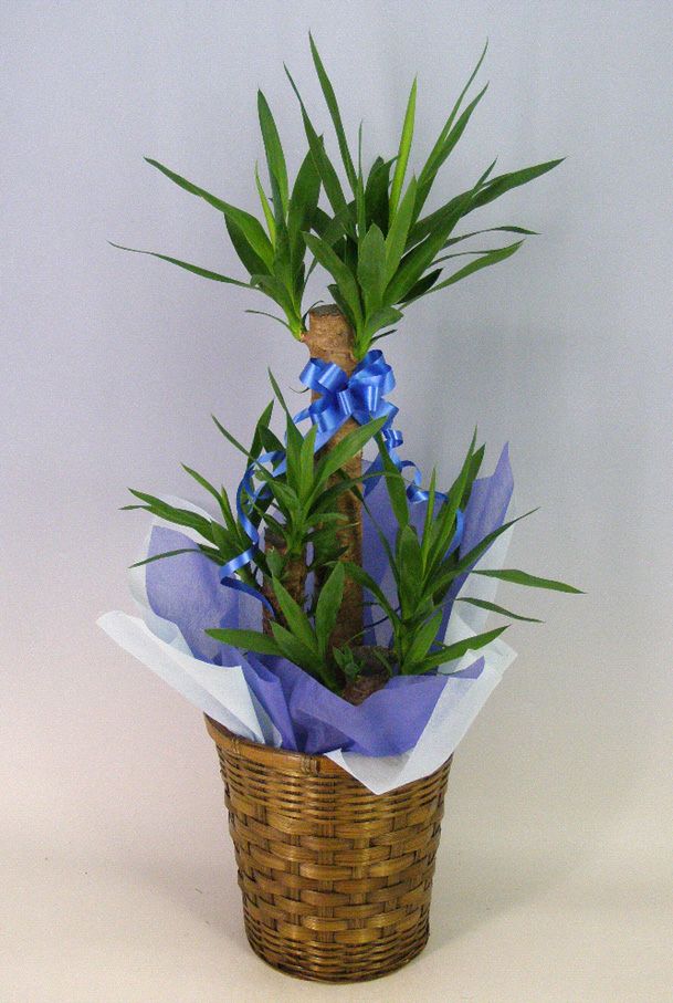 観葉植物 ユッカ エレファンティペス 青年の樹 7号鉢 茶かご 受け皿付き