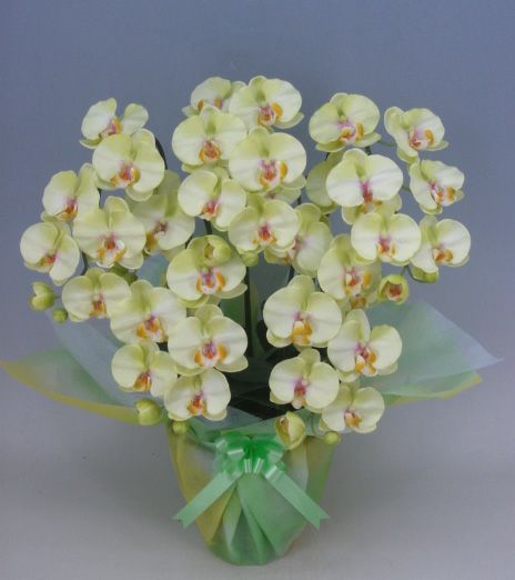 造花 光触媒 胡蝶蘭 大輪 ライトグリーン Ｍ 5本立ち