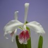 【花なし株】 レリア パープラータ カーネア L.purpurata var. carnea (x sieb) 原種 2号鉢 15cm 2作開花サイズ(2BS)