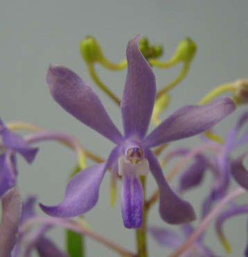 【花なし株】 バンダコスティリス ブルースター Van.(Yzwr.)Blue Star 交配種 芳香あり 3号鉢 25cm 開花サイズ(BS)