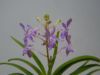 【花なし株】 バンダコスティリス ブルースター Van.(Yzwr.)Blue Star 交配種 芳香あり 3号鉢 25cm 開花サイズ(BS)
