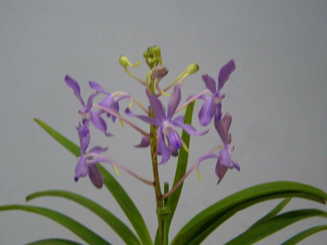 【花なし株】 バンダコスティリス ブルースター Van.(Yzwr.)Blue Star 交配種 芳香あり 3号鉢 25cm 開花サイズ(BS)