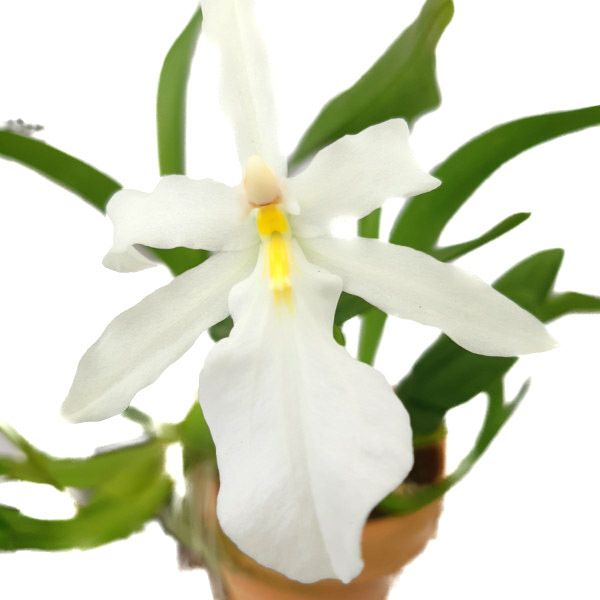 【花なし株】 ミルタダ スペクタビリス アルバ Miltada spectabilis var. alba 原種 3号鉢 25cm 開花サイズ(BS)